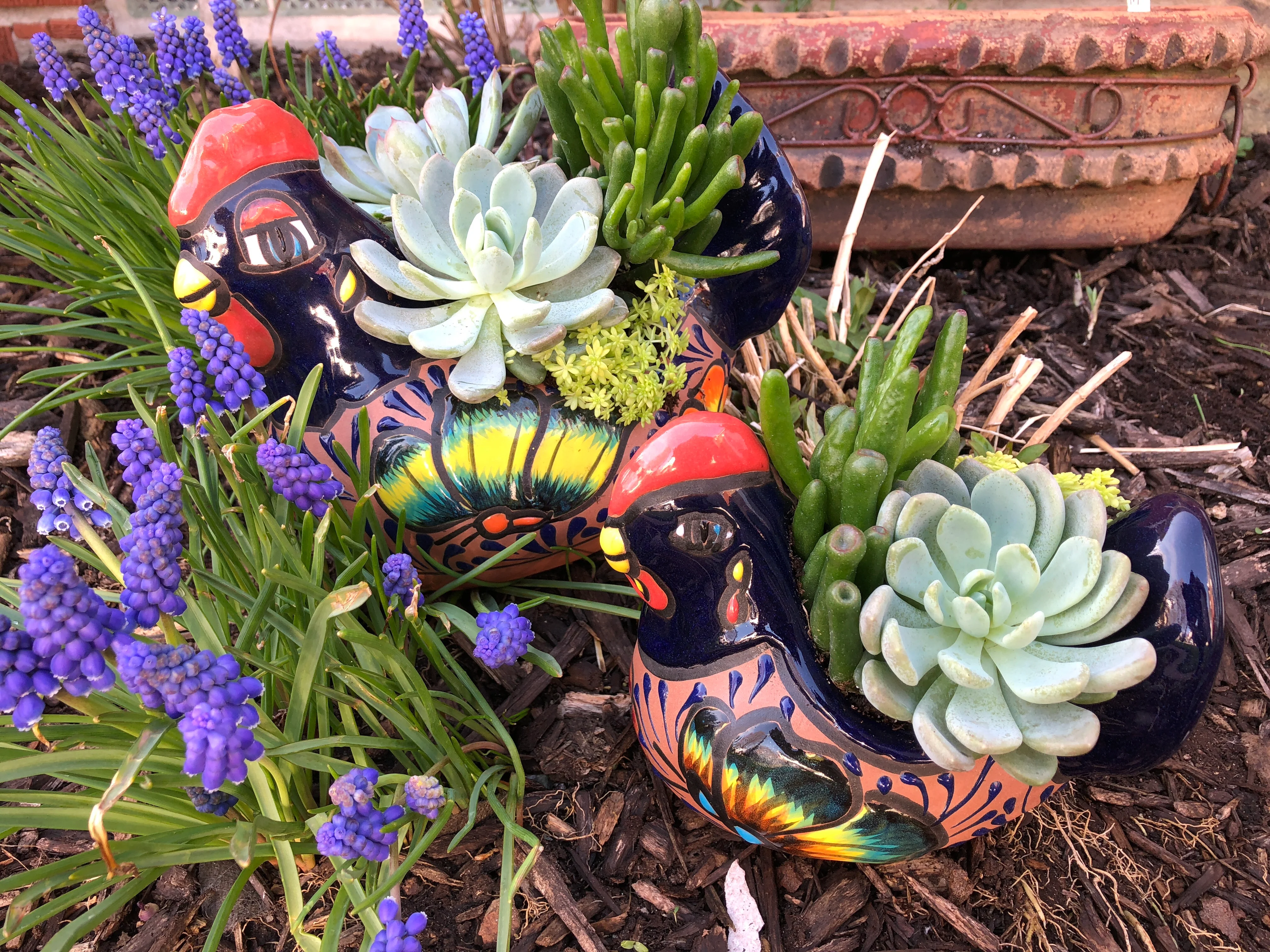 Spring Chicken